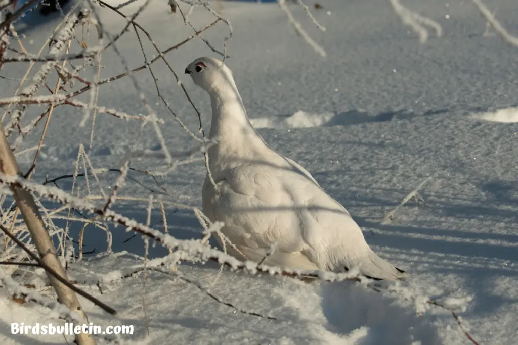 Alaskan Willow Ptarmigans Overview