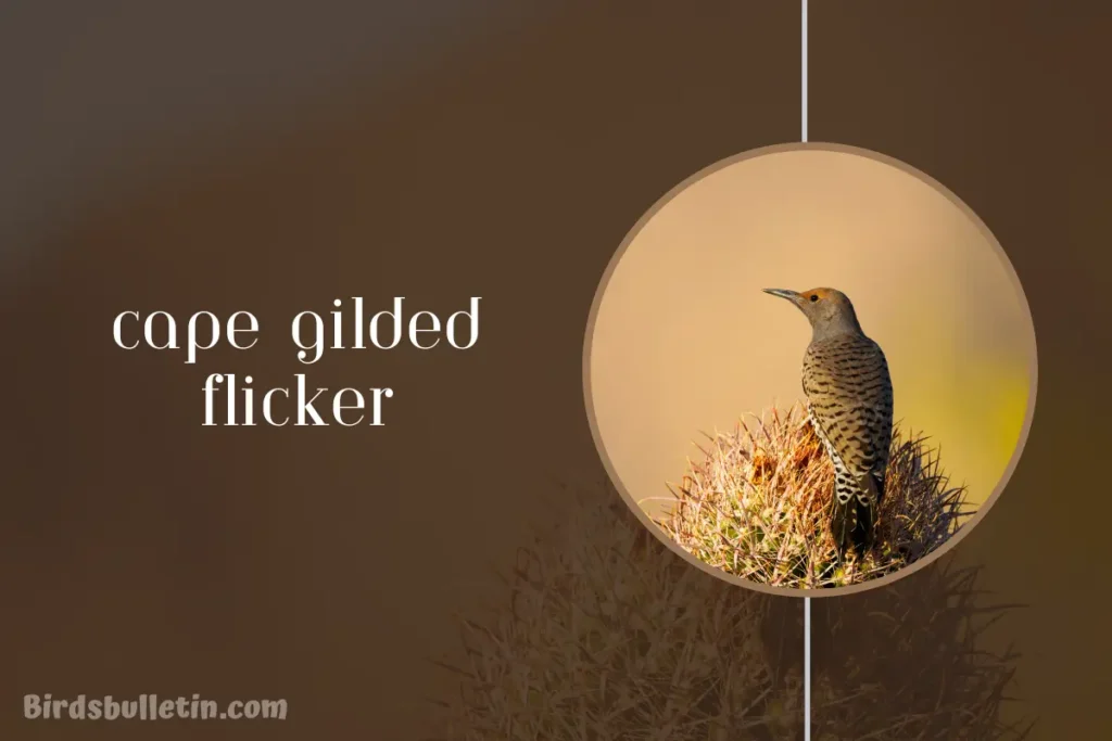 Cape Gilded Flicker Overview