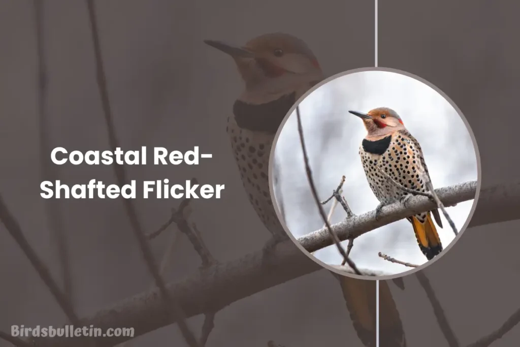 Coastal Red-Shafted Flicker Overview