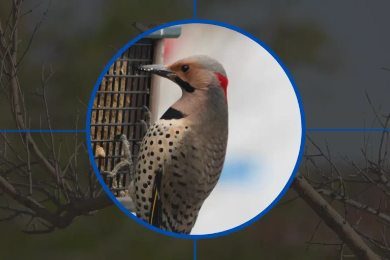 Diet And Feeding Habits of The Gilded Flicker