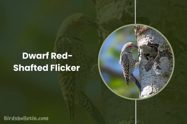 Dwarf Red-Shafted Flicker Overview