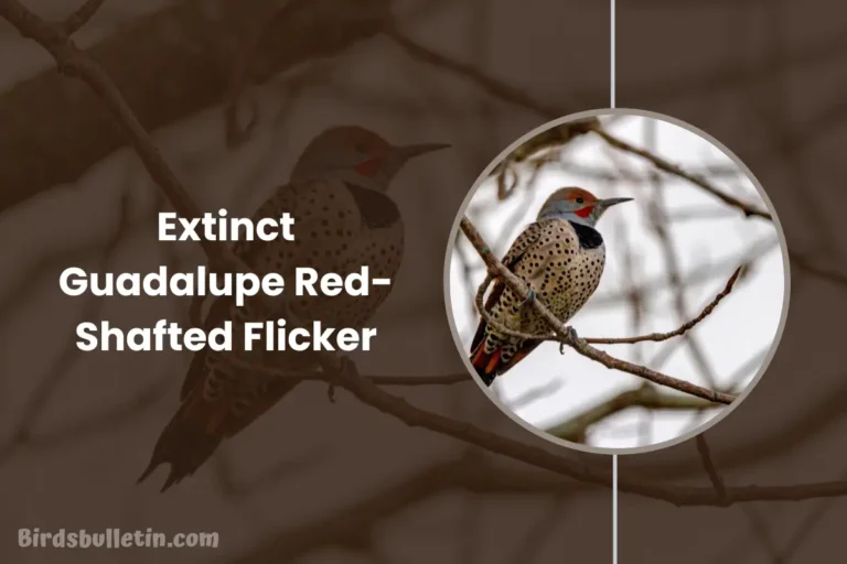Extinct Guadalupe Red-Shafted Flicker Overview