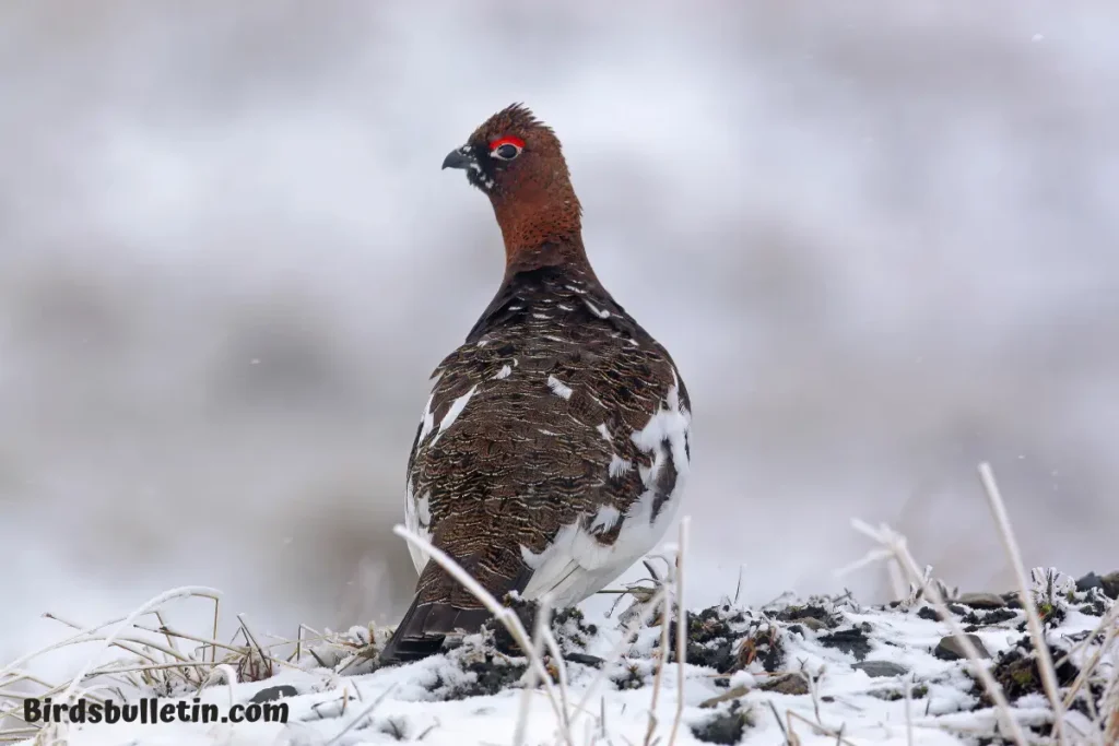 Greater Willow Ptarmigan Overview