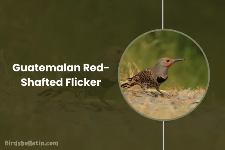Guatemalan Red-Shafted Flicker Overview