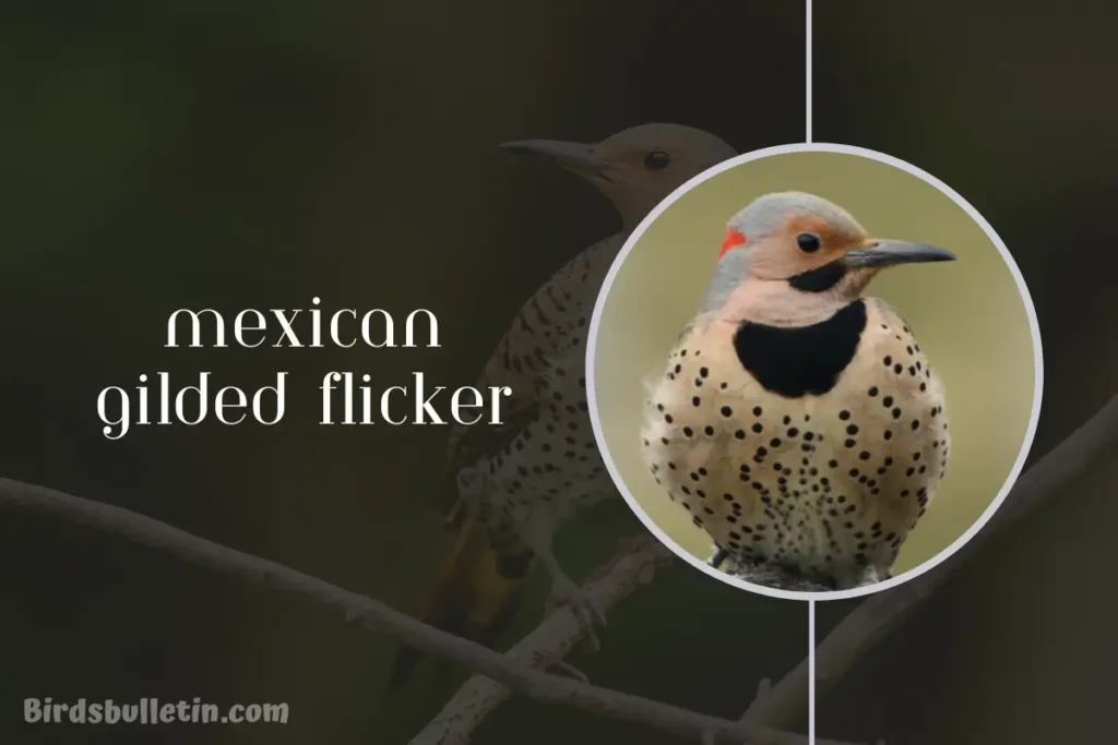 Mexican Gilded Flicker Overview