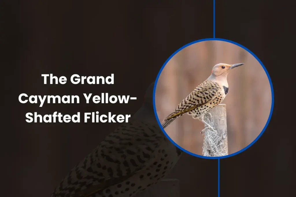 The Grand Cayman Yellow-Shafted Flicker