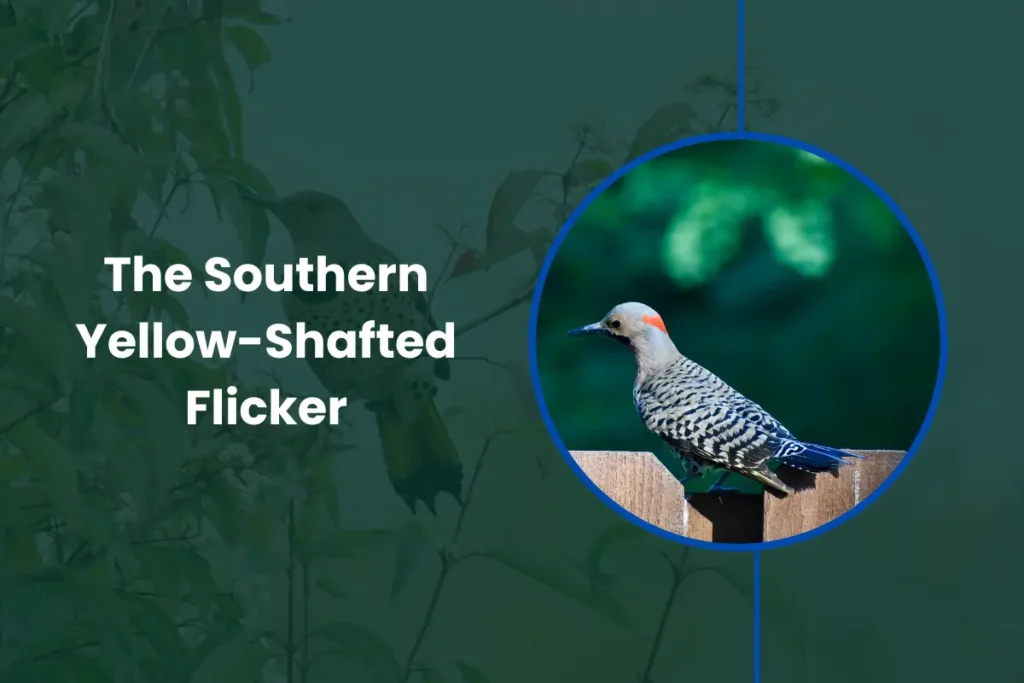 Southern Yellow-Shafted Flicker