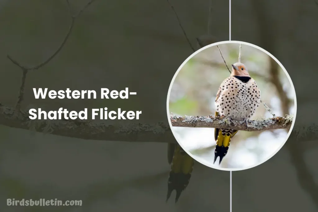 Western Red-Shafted Flicker Overview