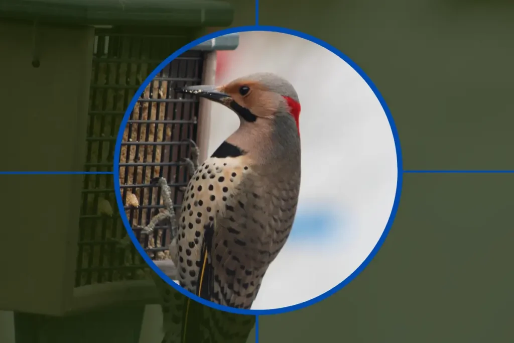 What do Northern Flickers Eat