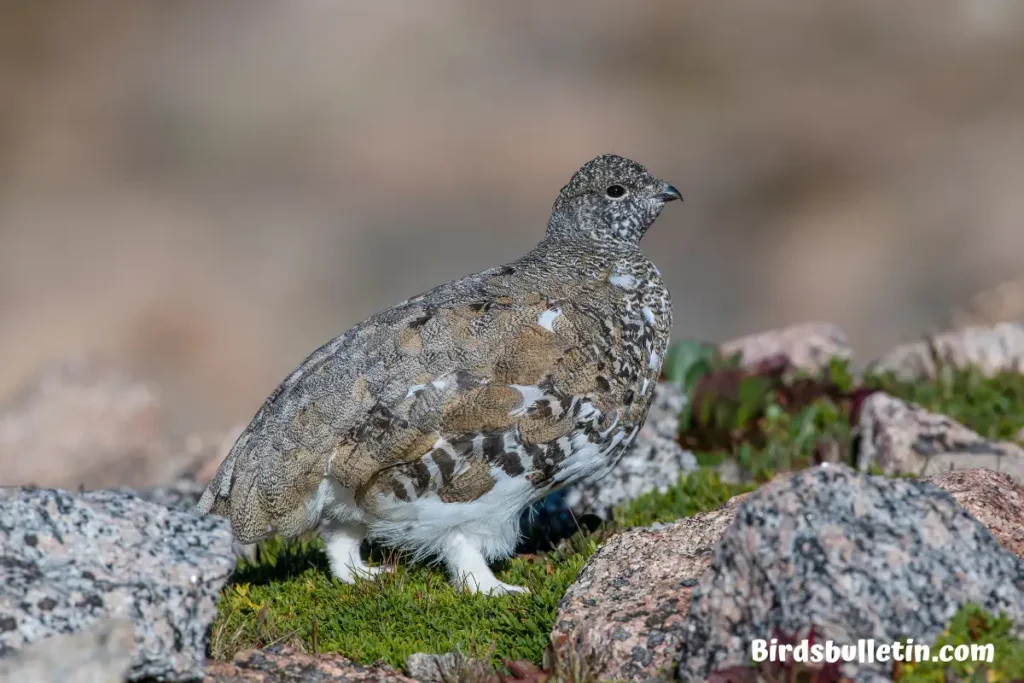 White-Winged Ptarmigan Overview