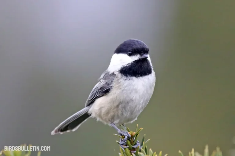 A Documentation About The Chickadee