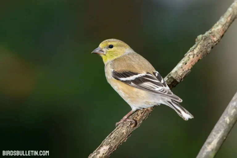 American Goldfinch Overview
