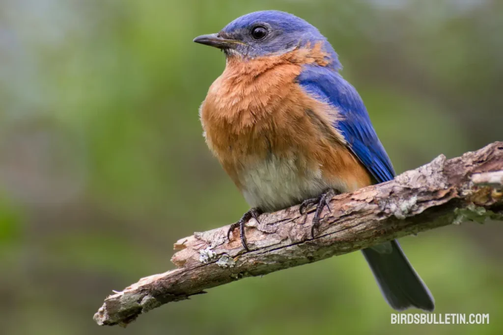Bluebirds Overview