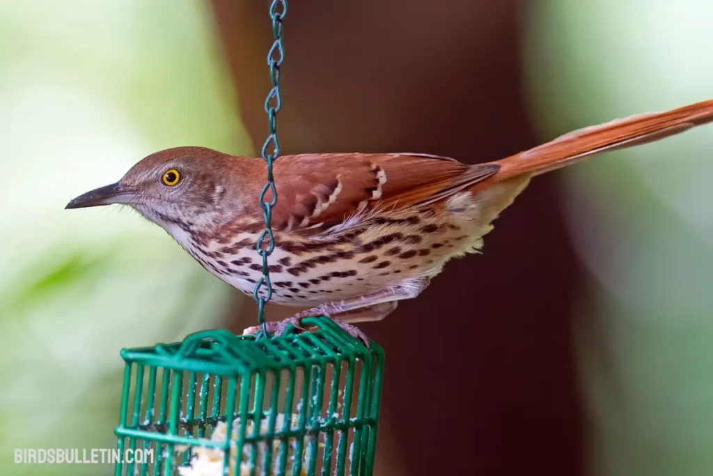 Brown Thrasher Overview