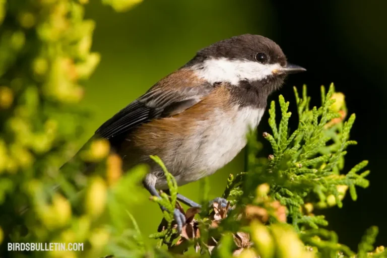 Chestnut-Backed Chickadees Overview