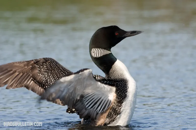 Common Loon Overview