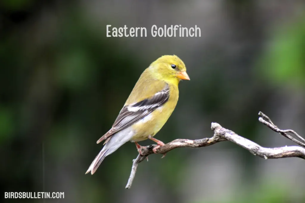 Eastern Goldfinch Overview