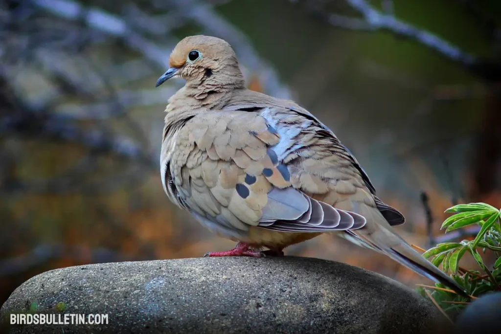 Eastern Mourning Dove Overview