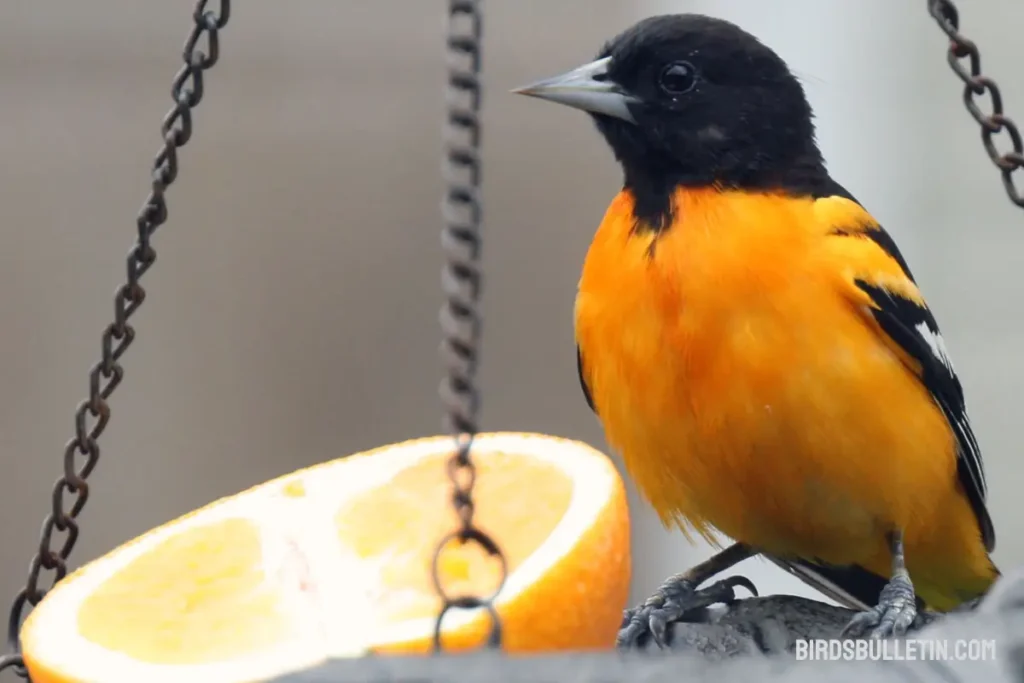How Orioles Gather Food