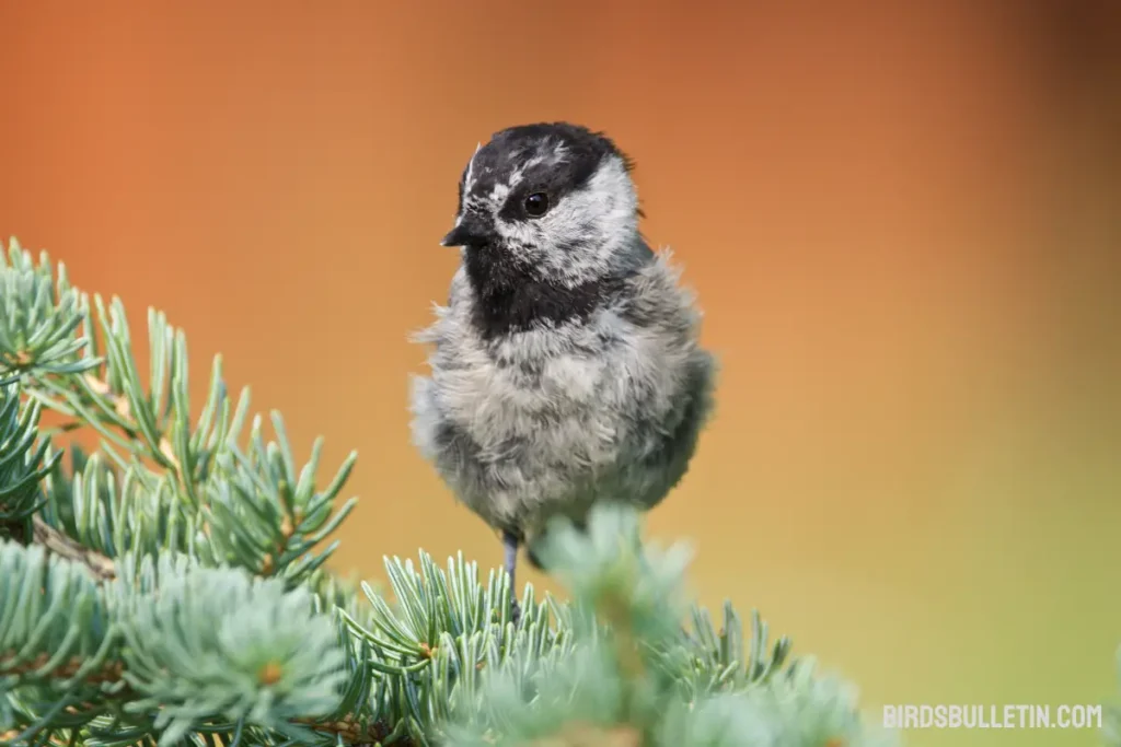 Mountain Chickadee Overview