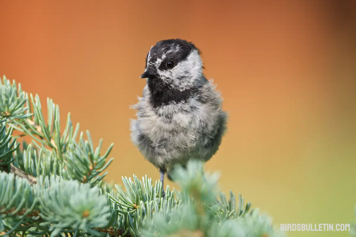 Mountain Chickadee: Behavior And Nesting Guide - Birds Bulletin