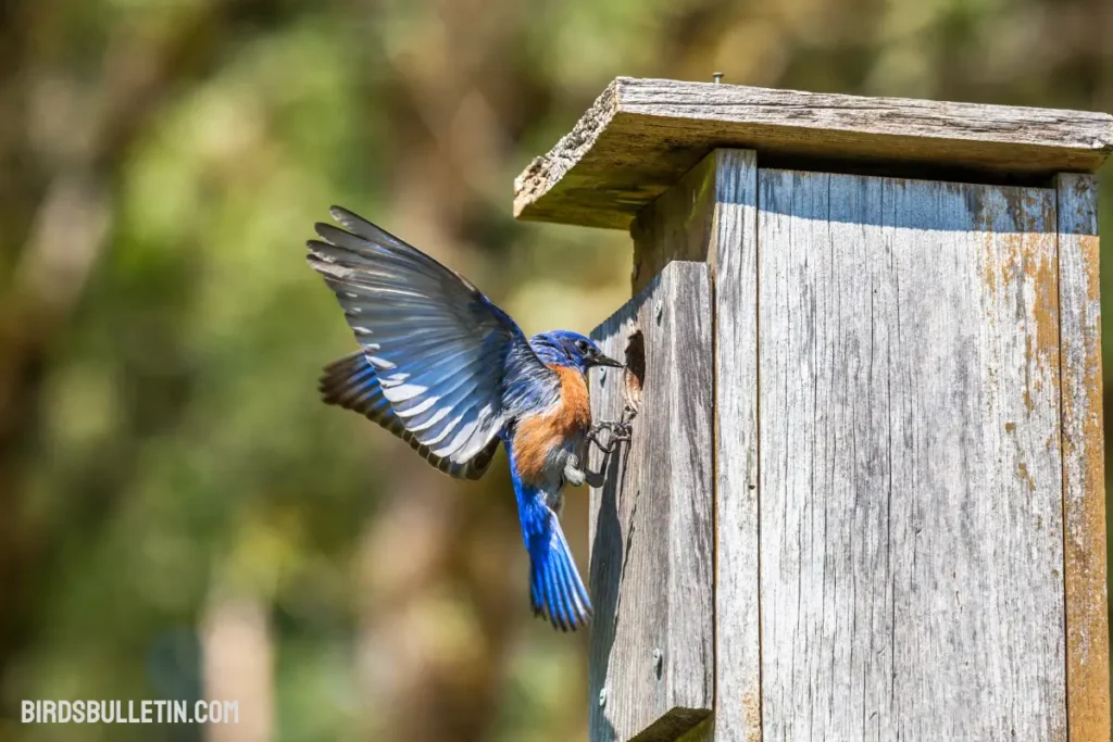 Nesting For Western Bluebird