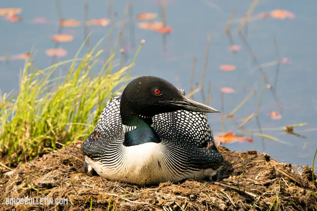 Nesting and Raising Young Loons