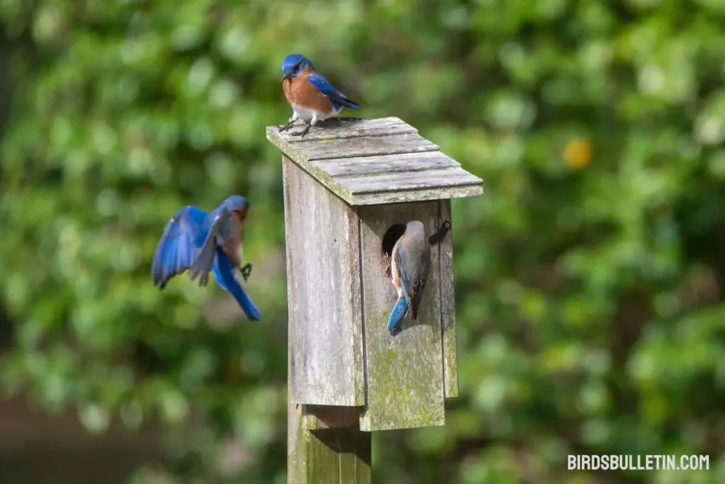 Nesting cycle Patterns for Eastern Bluebirds