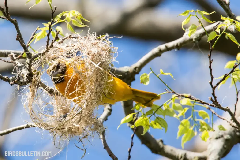 Overview of The Baltimore Oriole