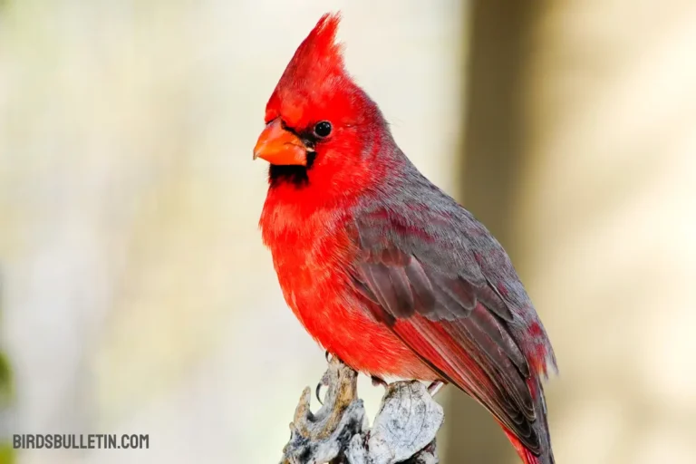 Northern Cardinal Overview