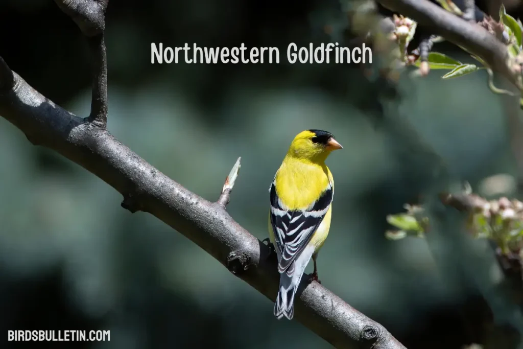 Northwestern Goldfinch Overview