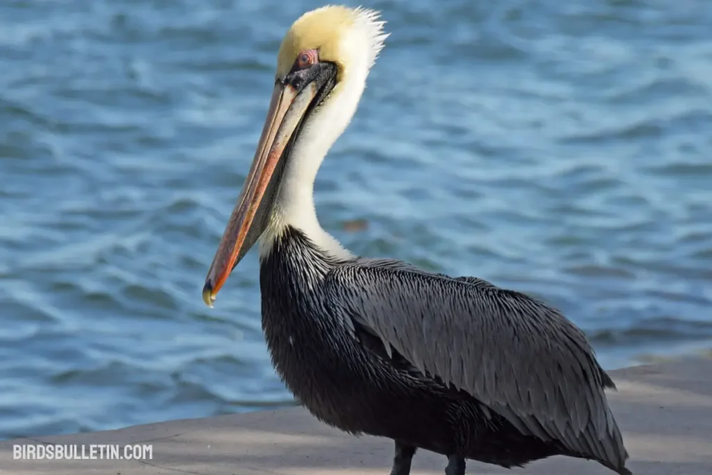 Overview Of Eastern Brown Pelican