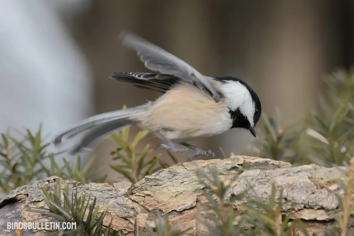 Gray-Headed Chickadee: Subspecies And More - Birds Bulletin