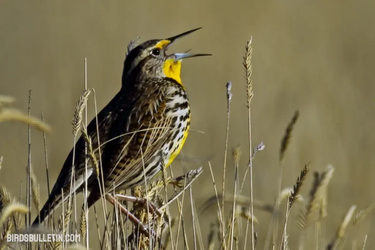 Overview Of The Pacific Northwest Meadowlark