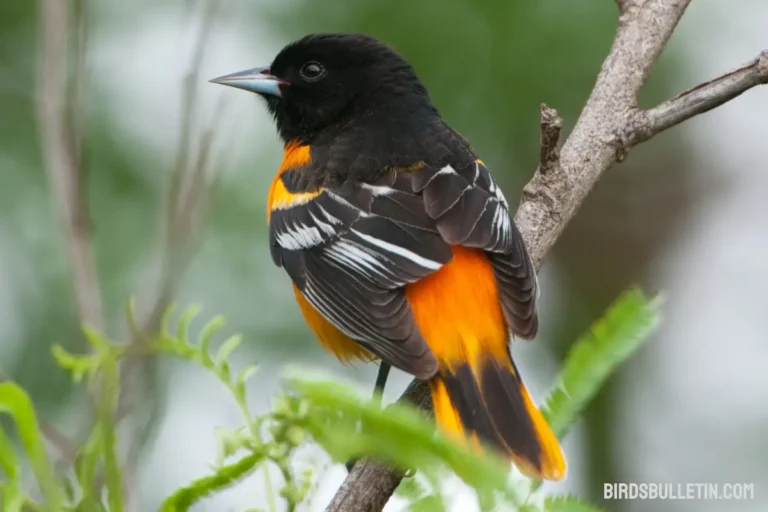 Overview of The Baltimore Oriole