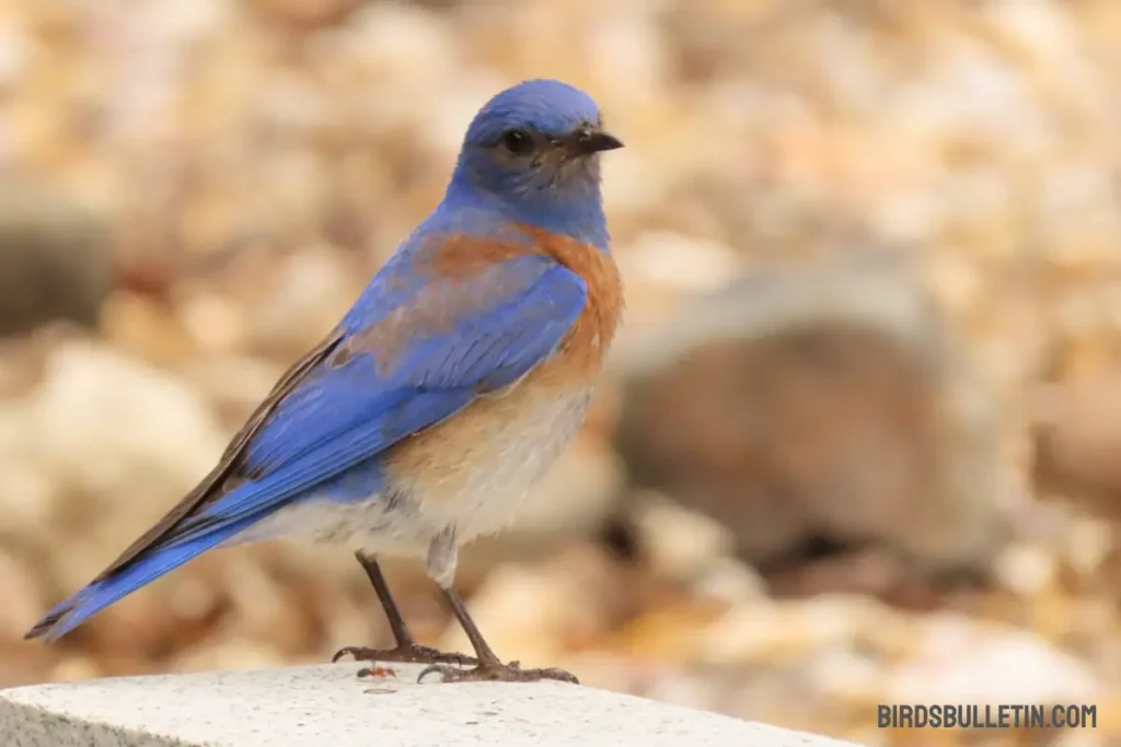 Overview of Western Bluebird