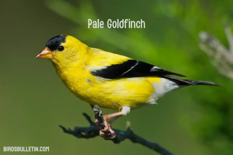 Pale Goldfinch Overview