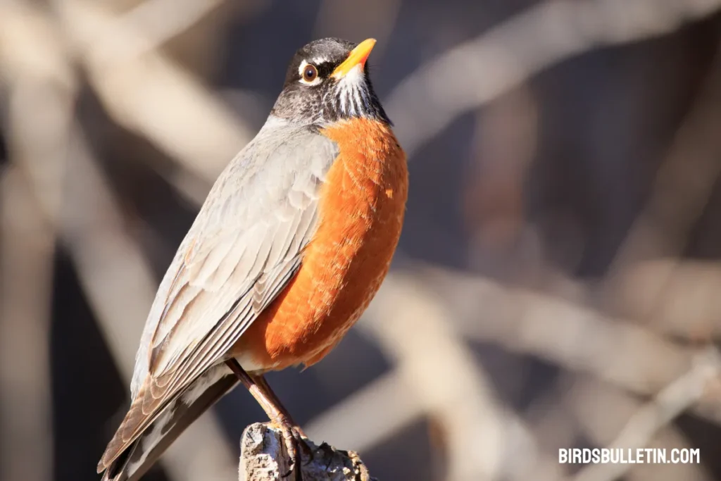 Turdus Migratorius Achrusterus