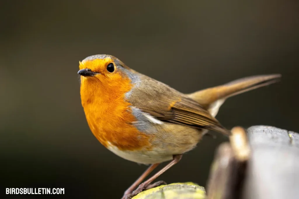 Turdus Migratorius Caurinus