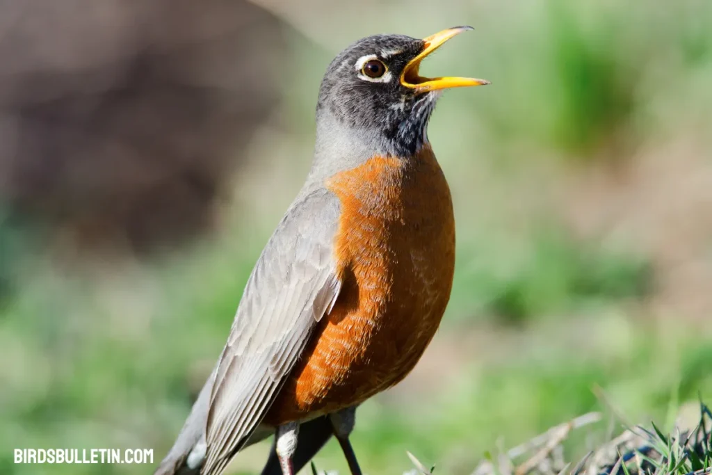 Turdus Migratorius Migratorius