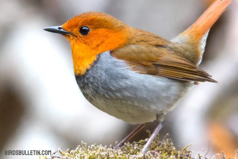 Turdus Migratorius Nigrideus