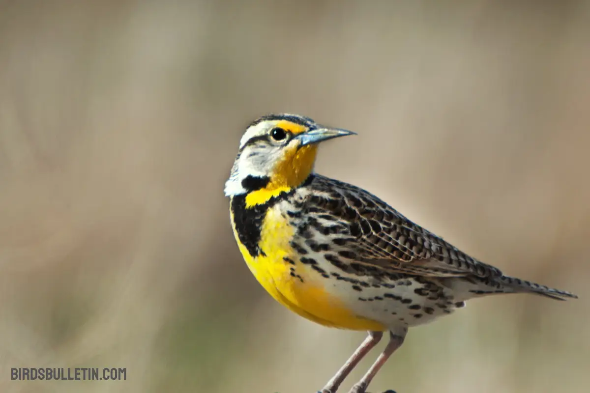 Western Meadowlark: Subspecies And More - Birds Bulletin