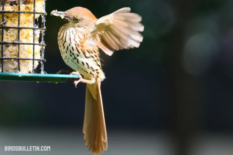 What Brown Thrashers Eat