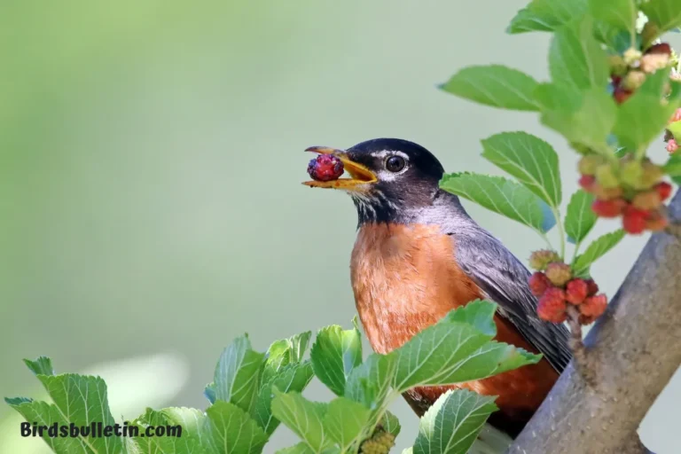 What Do American Robin Eat