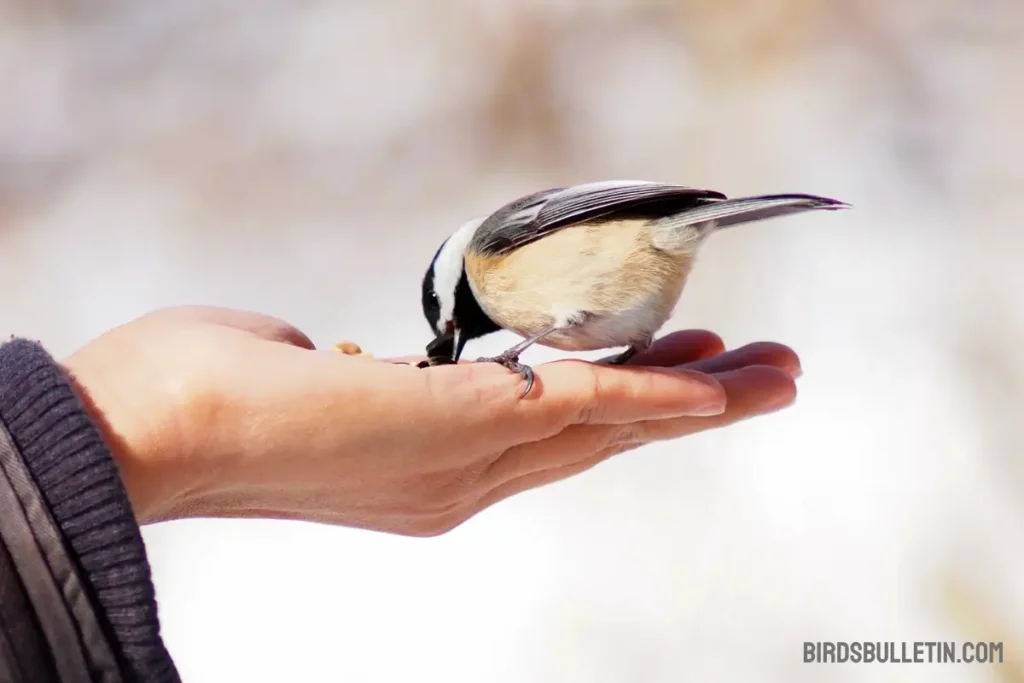 What Do Black-Capped Chickadees Eat
