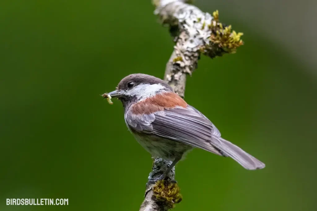 What Do Chestnut-Backed Chickadees Eat