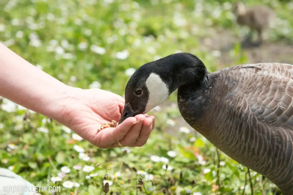 What Do Hawaiian Goose Nene Eats