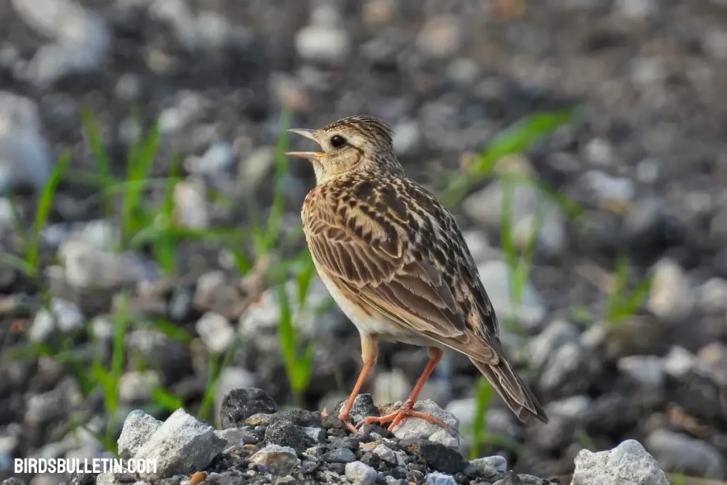 What Do Lark Buntings Eat