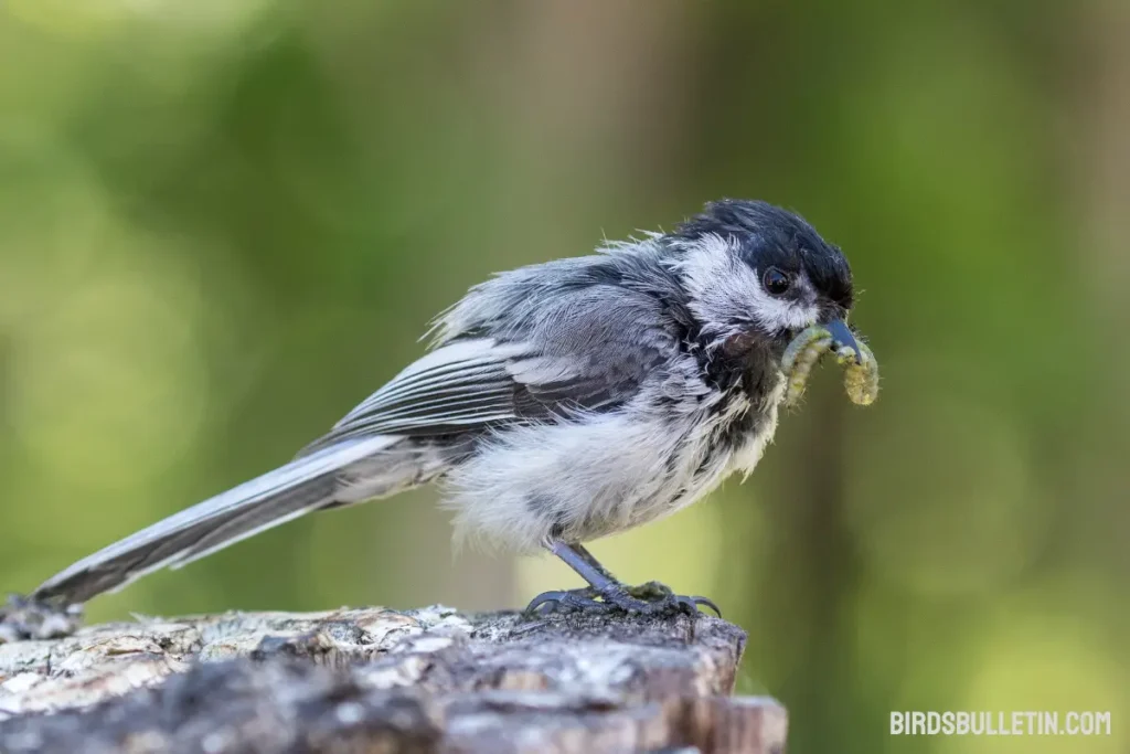 What Do Mexican Chickadees Eat