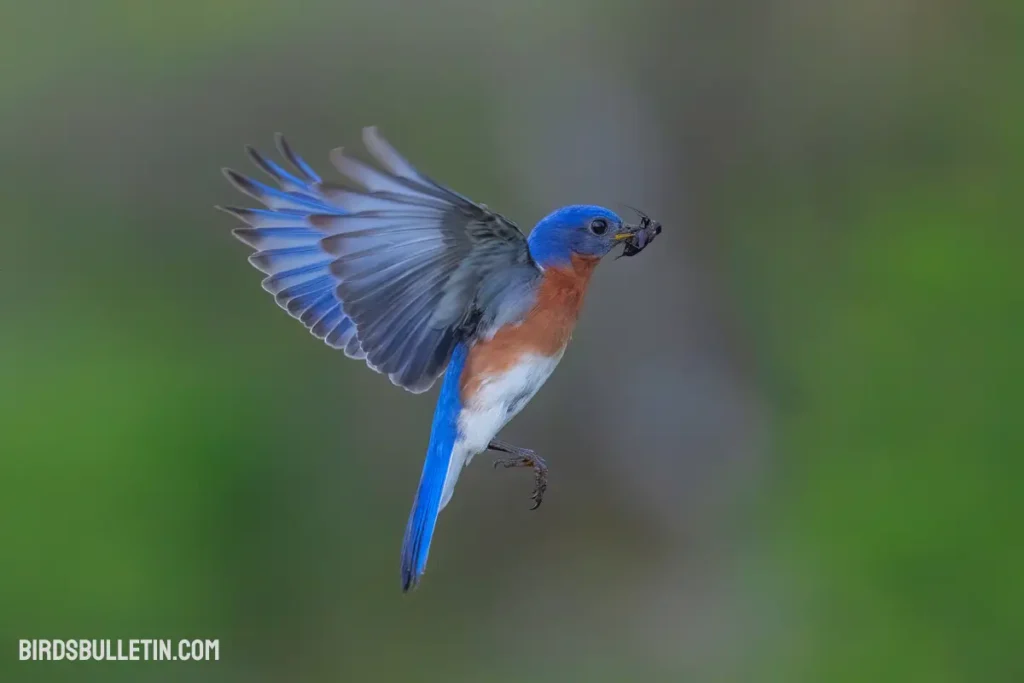 What Do Mountain Bluebirds Eat